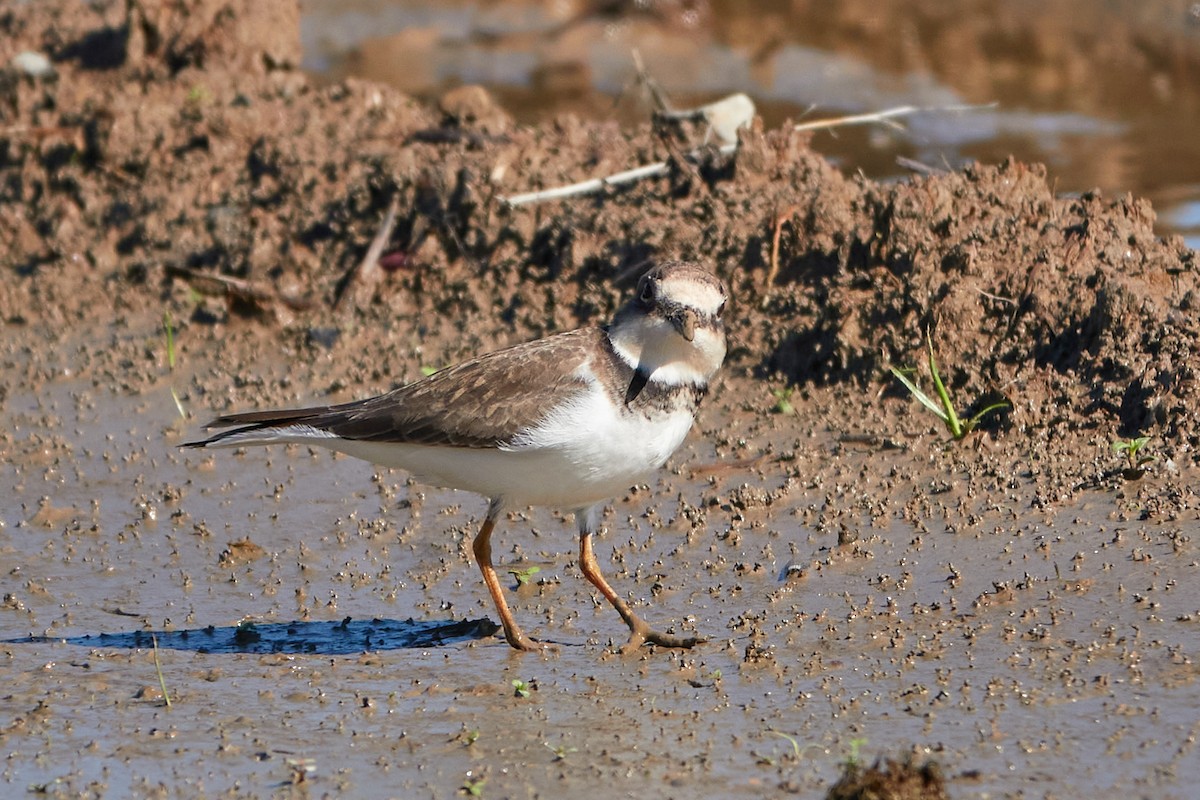 Little Ringed Plover - ML609671241