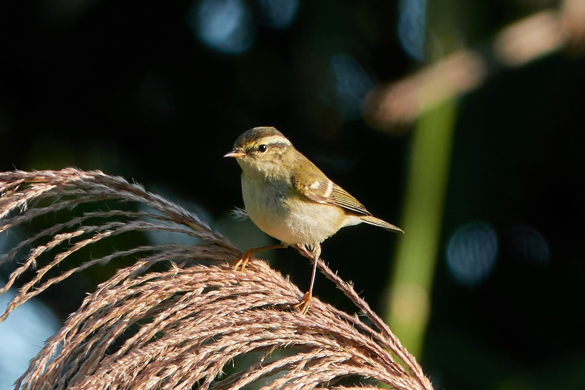 Yellow-browed Warbler - ML609671267