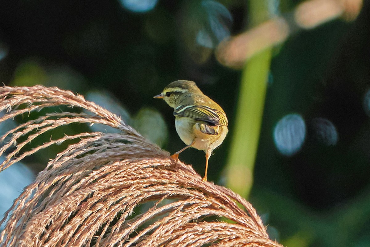 Yellow-browed Warbler - ML609671268