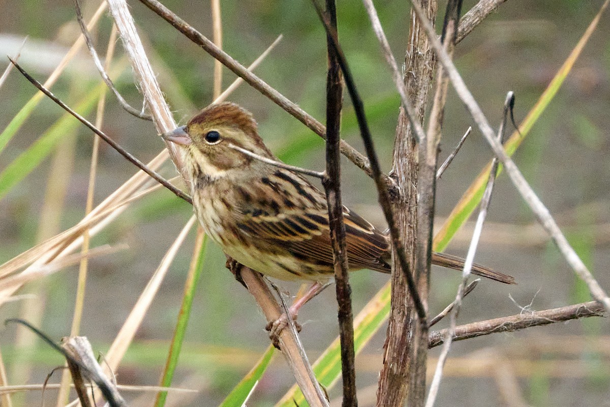 Black-faced Bunting - Wendy Chao