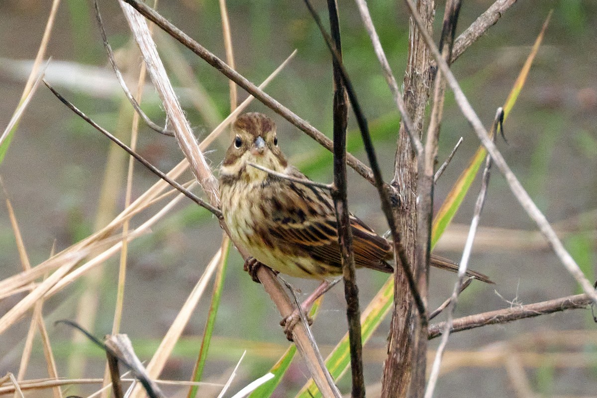 Black-faced Bunting - ML609671335