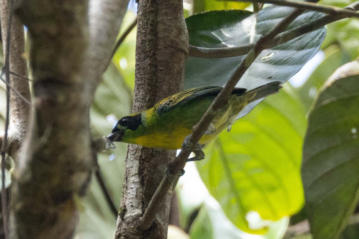 Green-and-gold Tanager - ML609671374