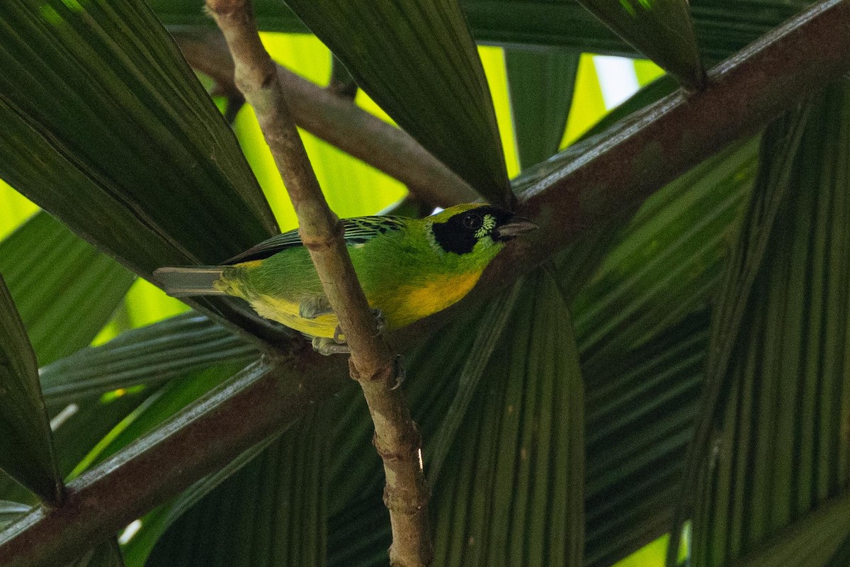 Green-and-gold Tanager - Eric VanderWerf