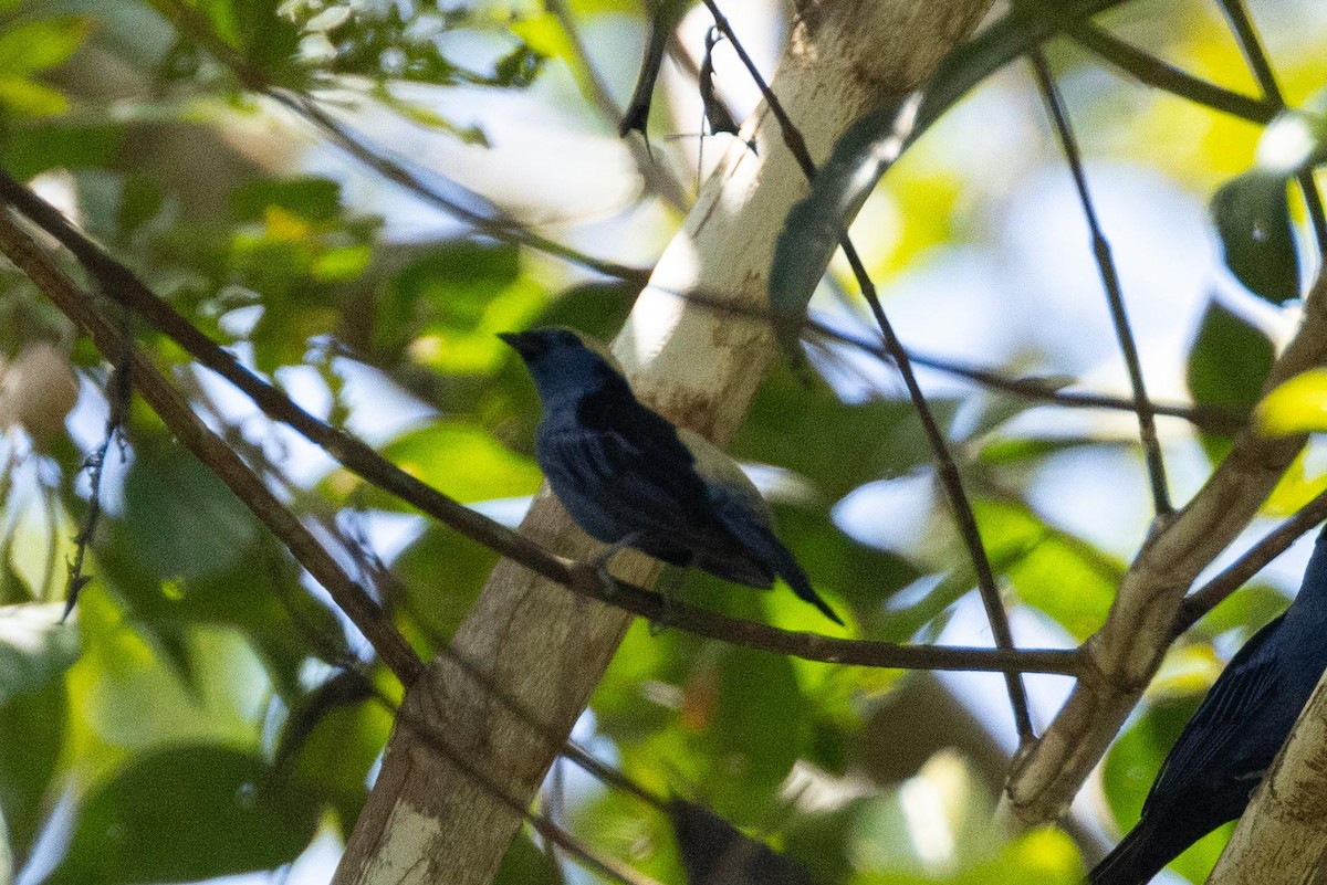 Opal-crowned Tanager - ML609671402