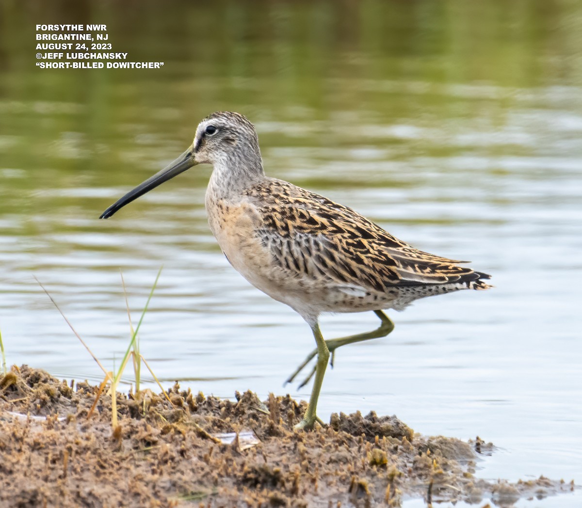 Short-billed Dowitcher - jeff lubchansky