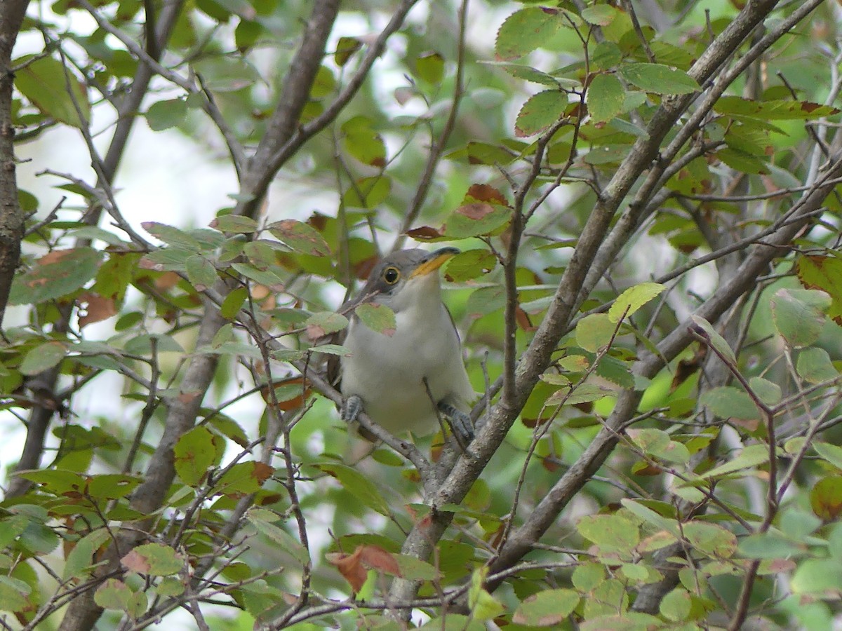 Yellow-billed Cuckoo - Flo Rice