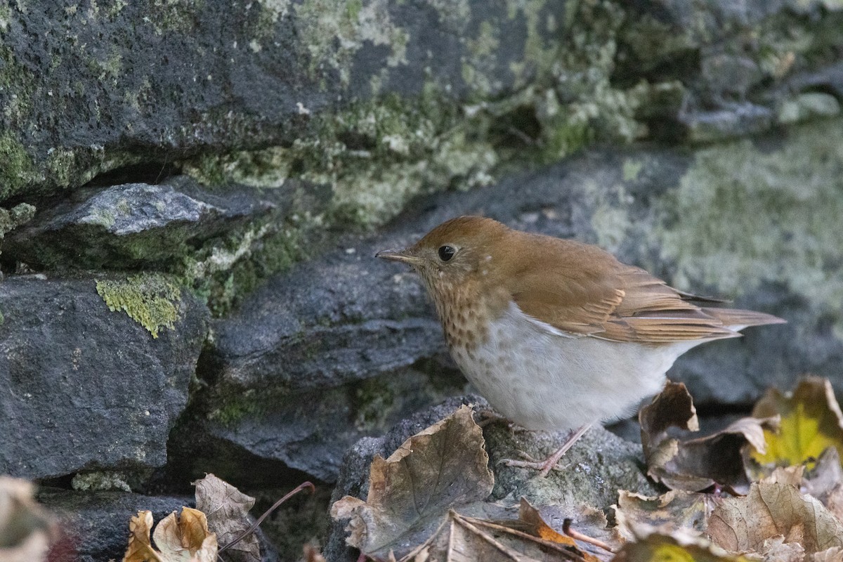 Veery - Natasha Hadfield