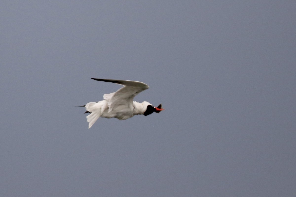 Caspian Tern - ML609671752