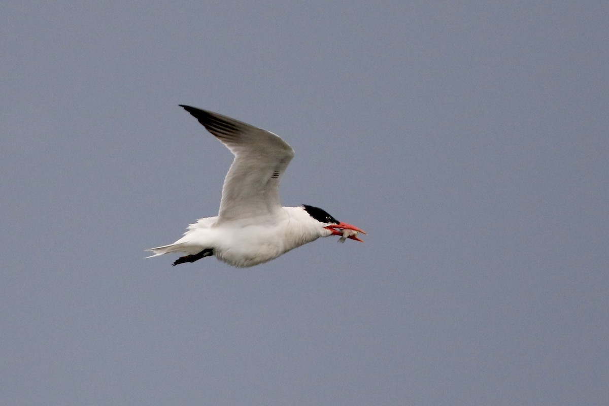 Caspian Tern - ML609671753