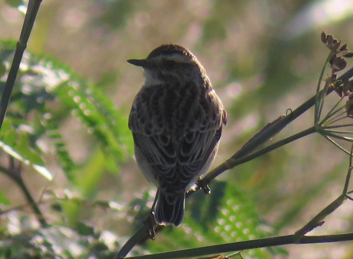 Whinchat - ML609671892