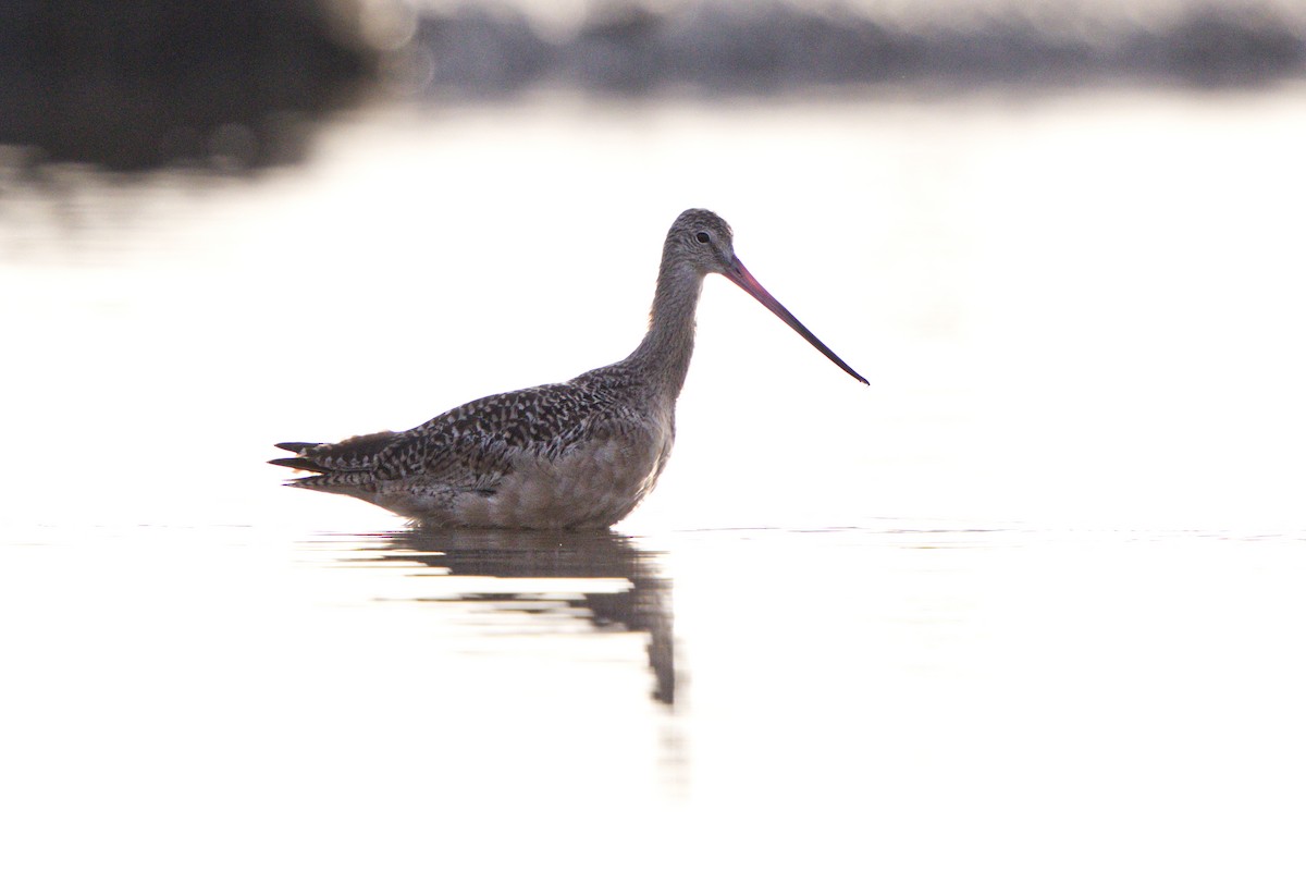 Marbled Godwit - ML609671996