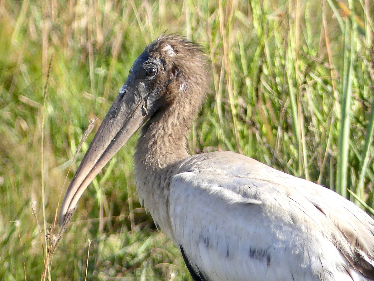 Wood Stork - ML609671999