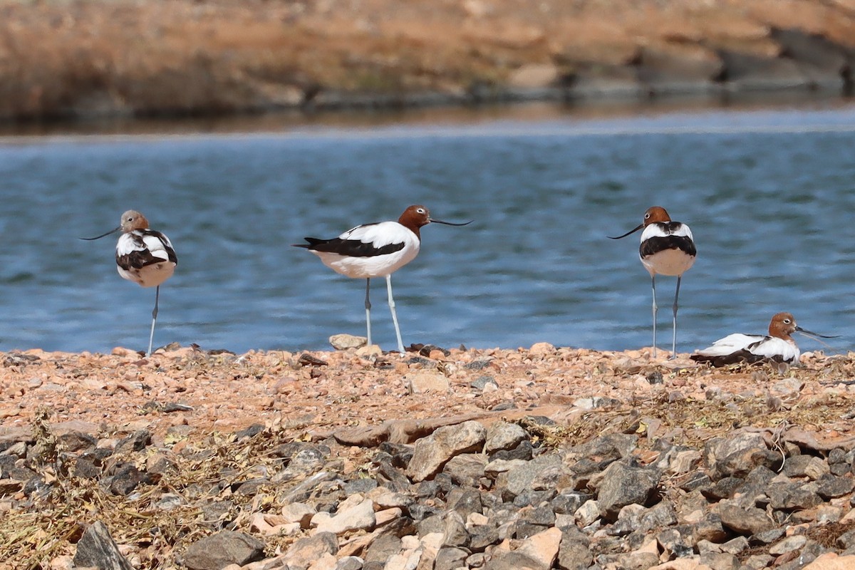 Avocette d'Australie - ML609672002