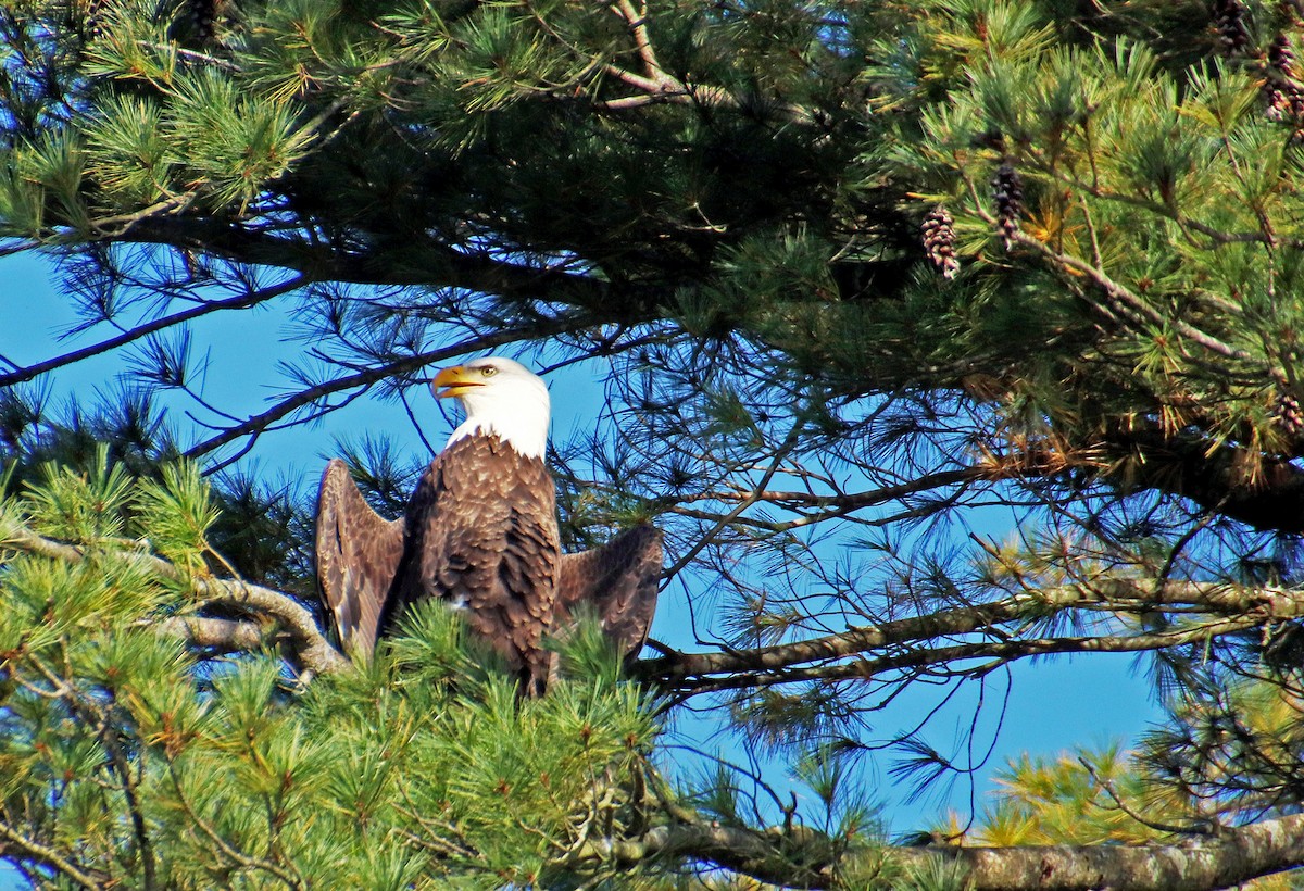 Bald Eagle - ML609672003