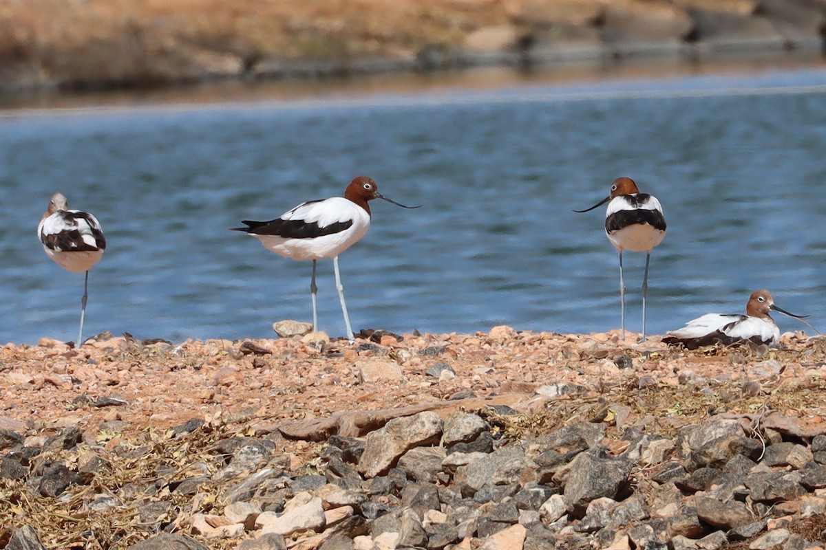 Avocette d'Australie - ML609672012