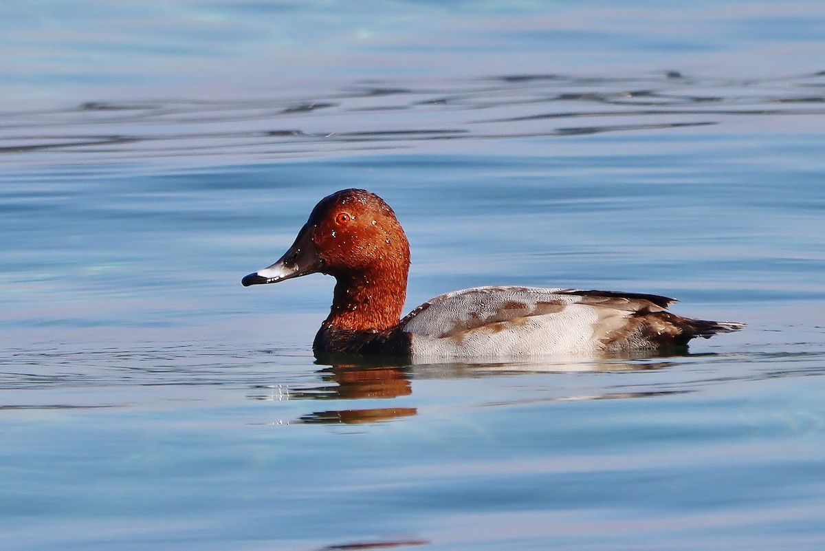 Common Pochard - Volker Lange