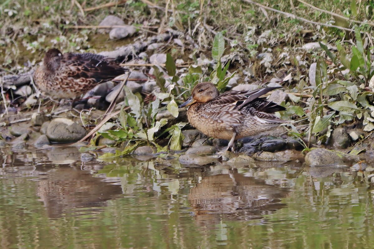 Green-winged Teal - ML609672074