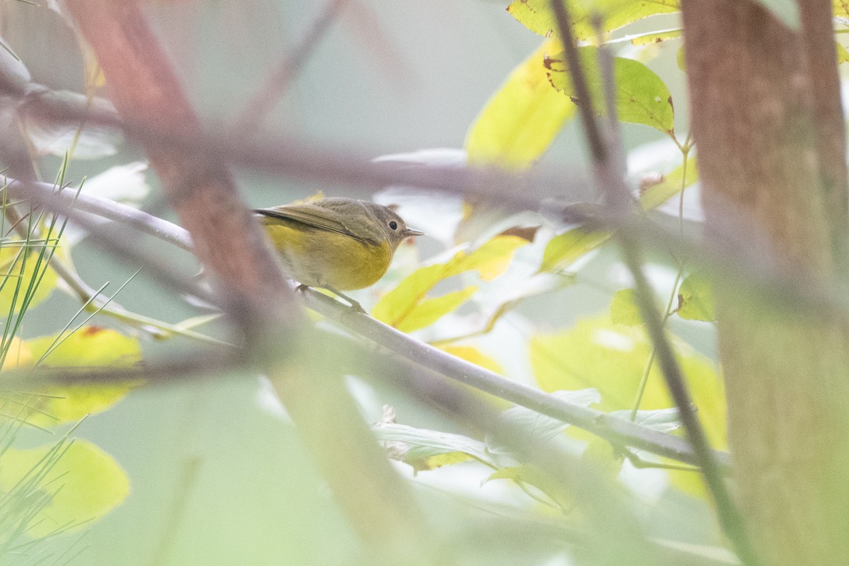 Nashville Warbler - ML609672110