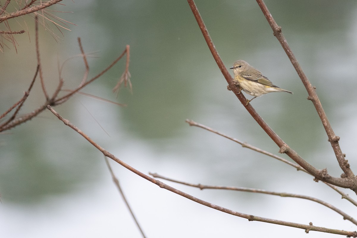 Cape May Warbler - ML609672116