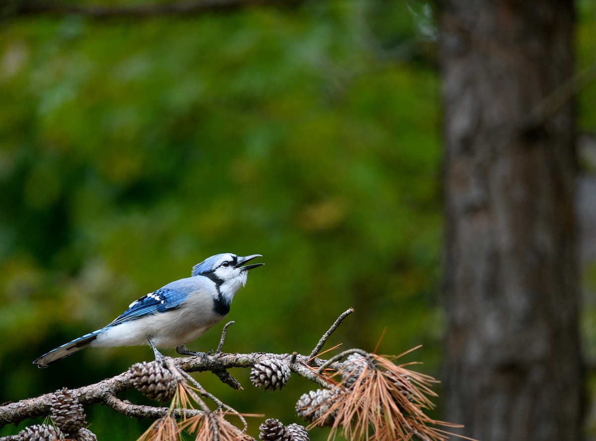 Blue Jay - ML609672141