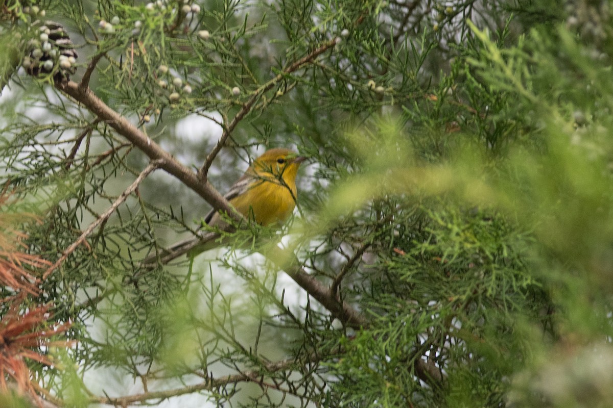 Pine Warbler - ML609672169