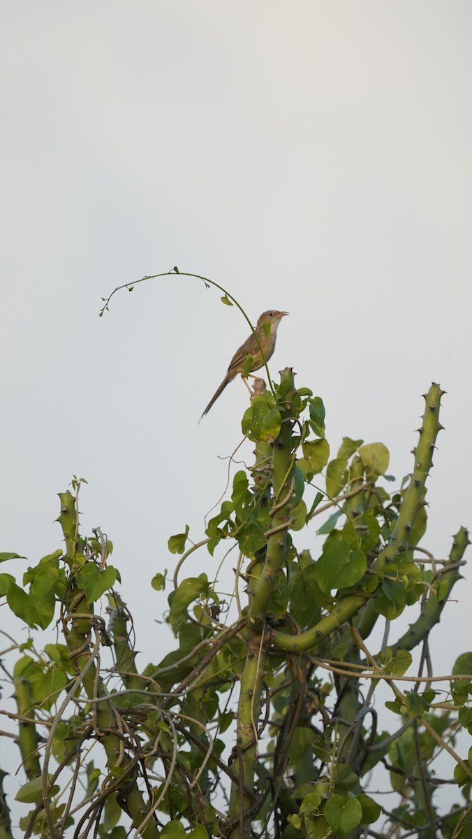 Common Babbler - ML609672254