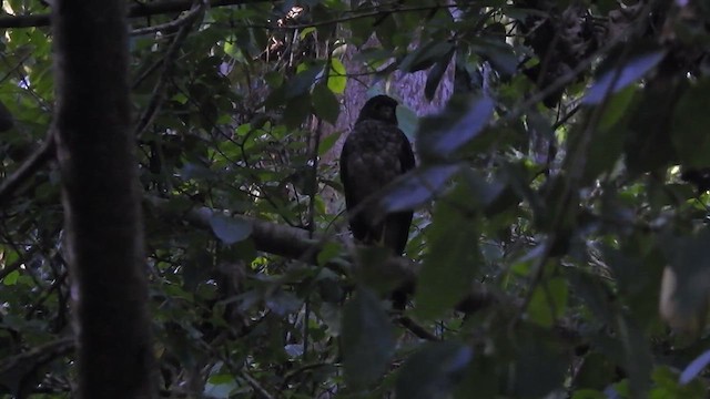 Slaty-backed Forest-Falcon - ML609672277