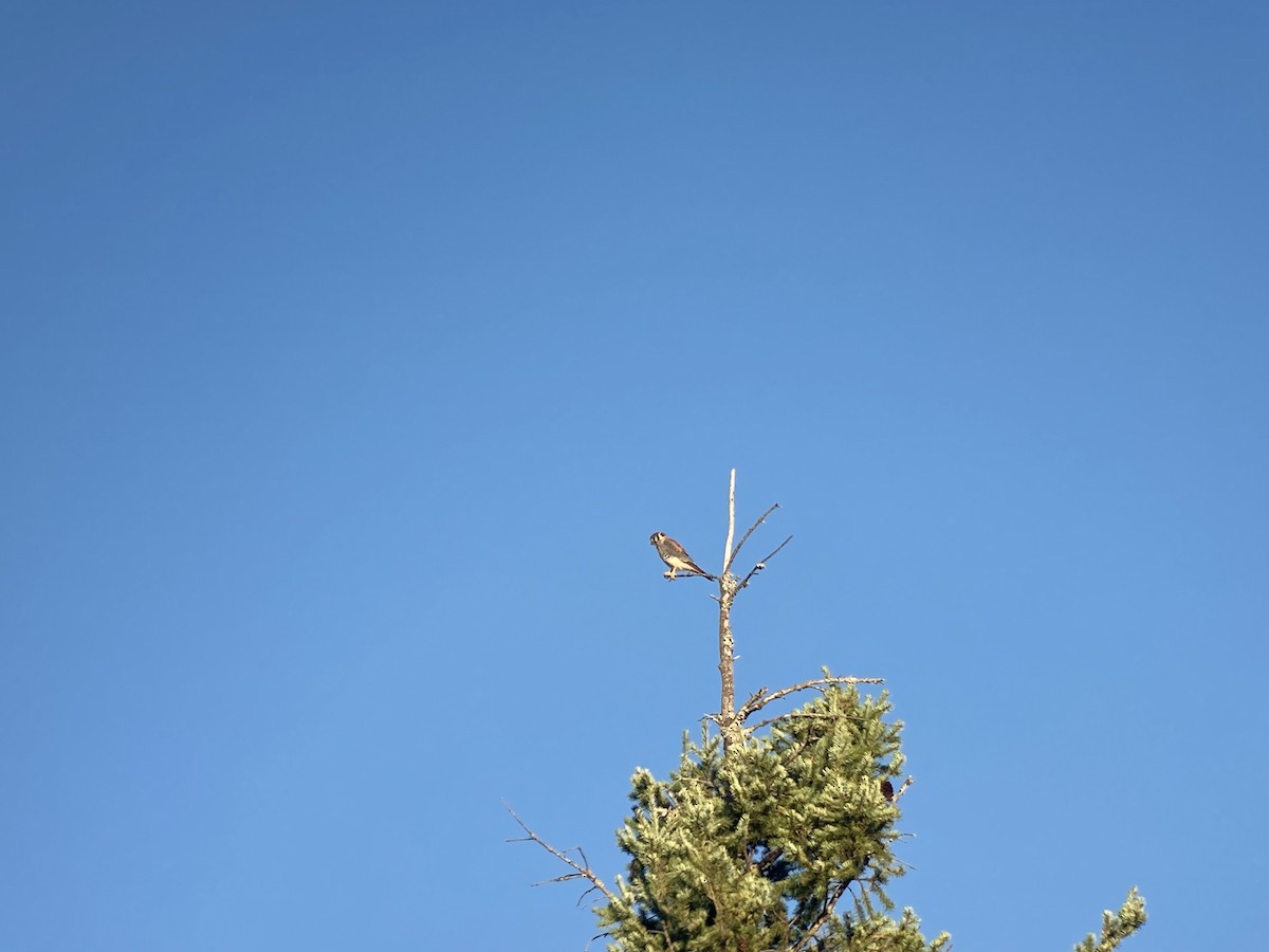 American Kestrel - ML609672300