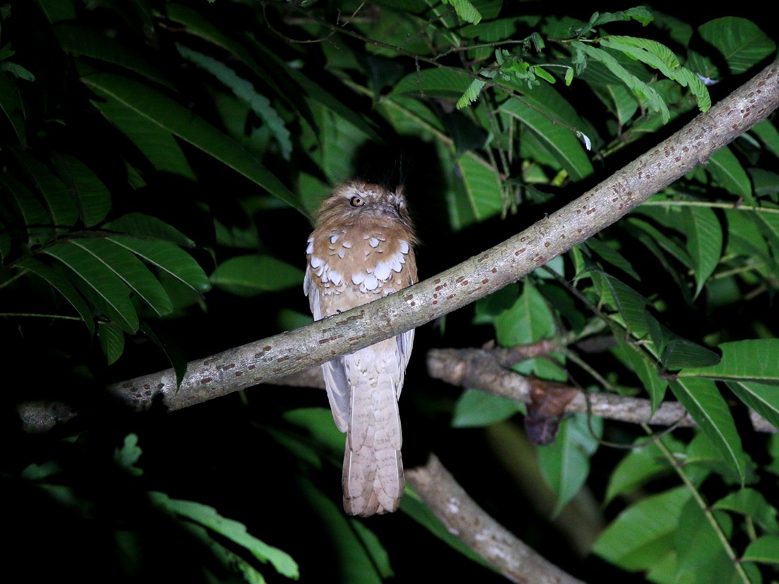 Hodgson's Frogmouth - ML60967231