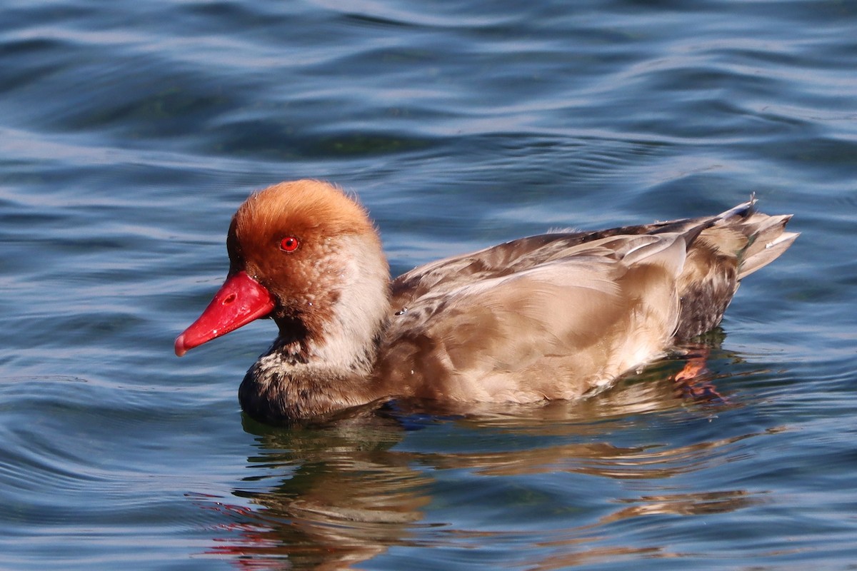 Red-crested Pochard - ML609672474