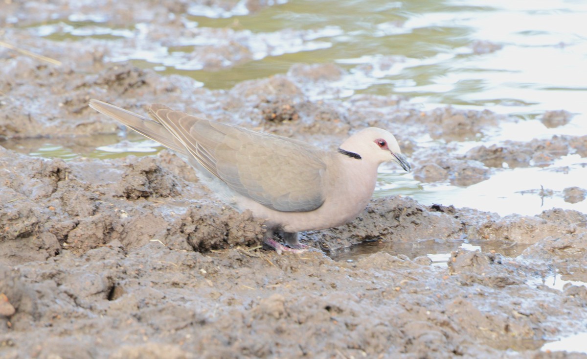 Red-eyed Dove - Bertina K