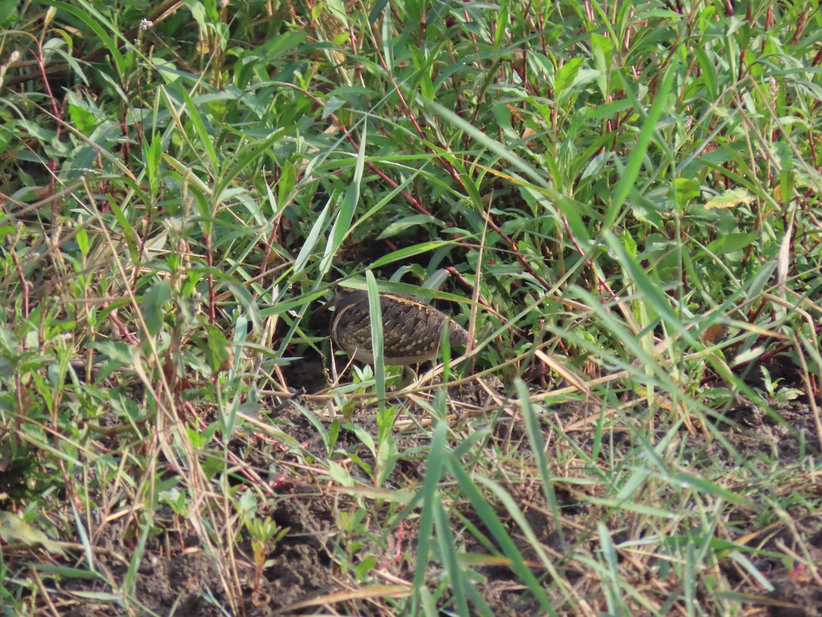 Greater Painted-Snipe - ML609672525