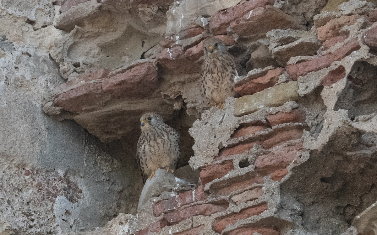 Lesser Kestrel - ML609672558