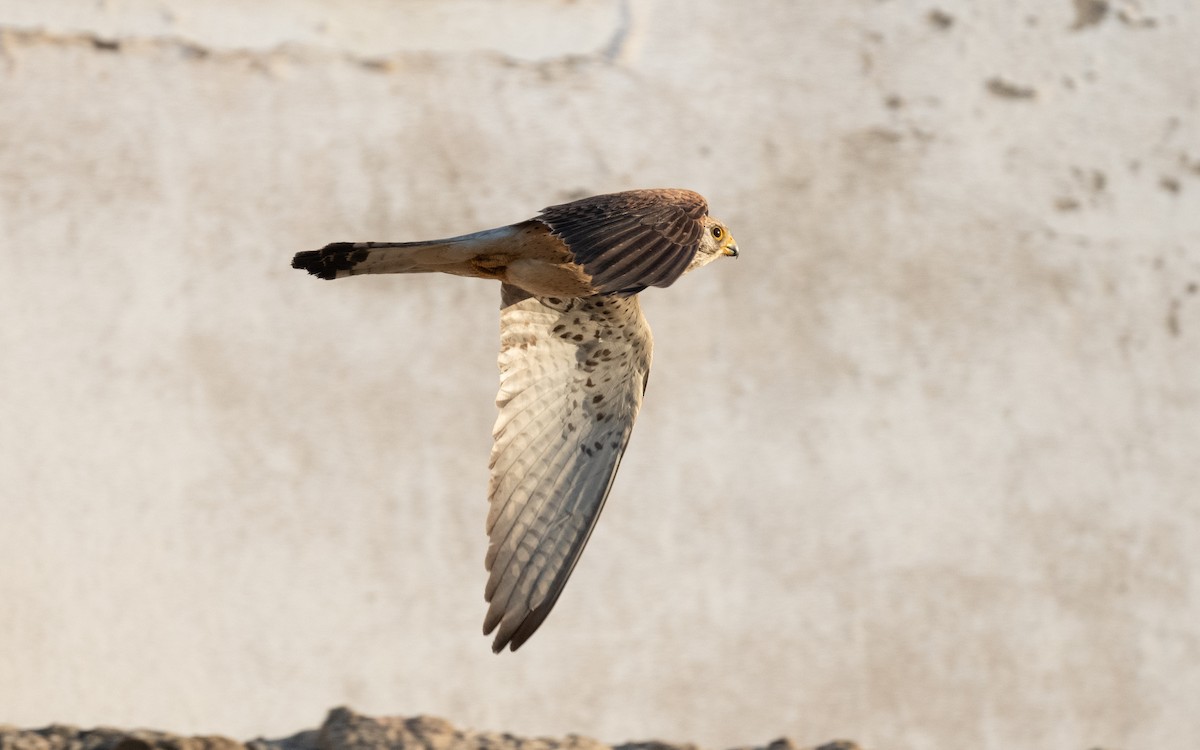Lesser Kestrel - ML609672560