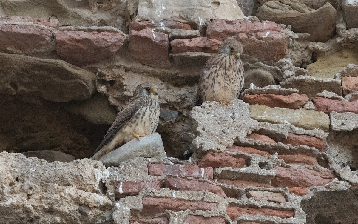 Lesser Kestrel - ML609672561