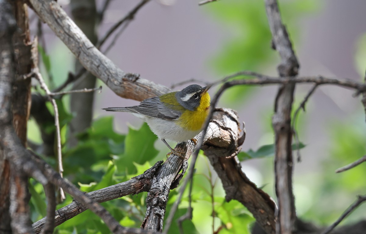 Crescent-chested Warbler - ML609672634