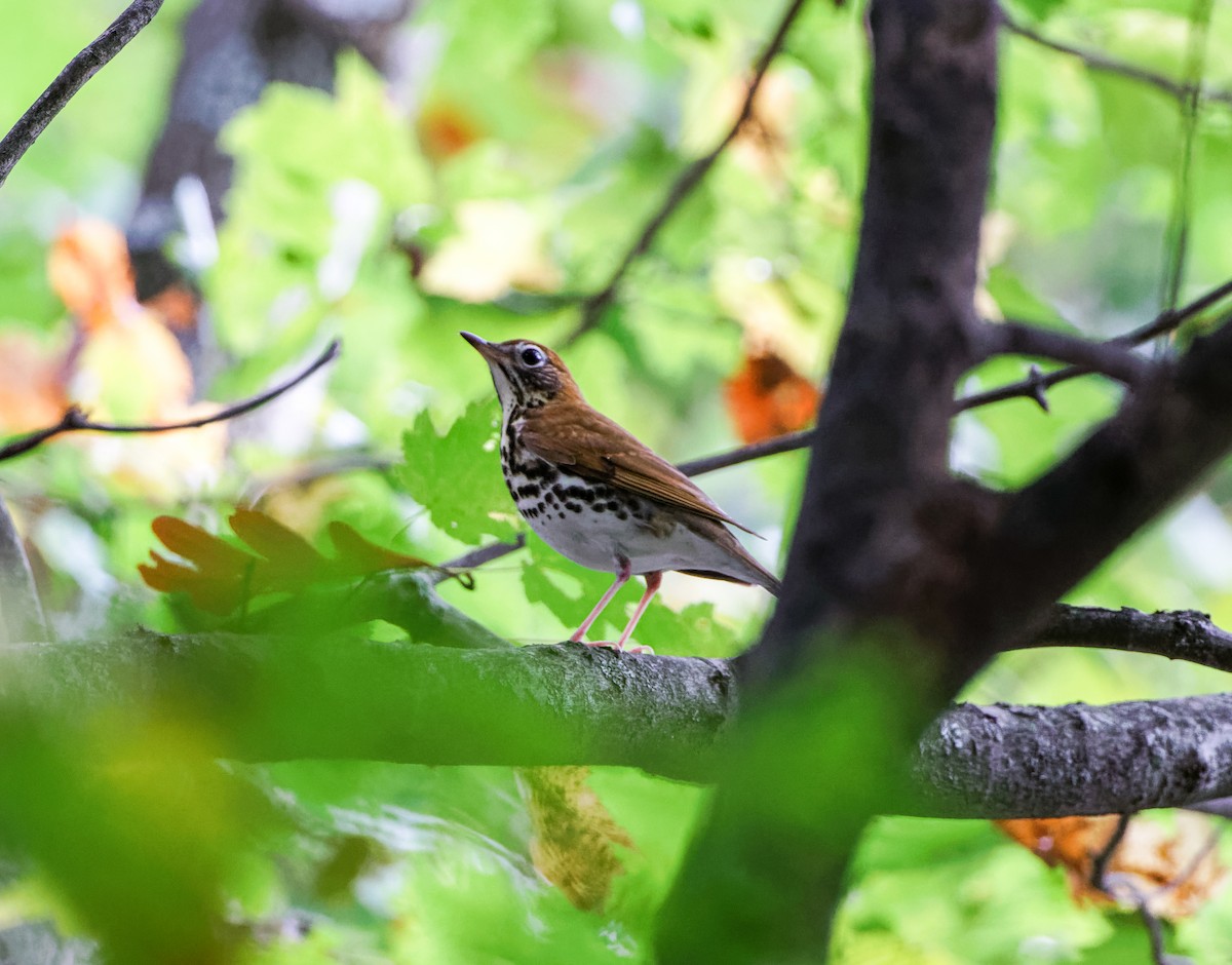 Wood Thrush - ML609672684