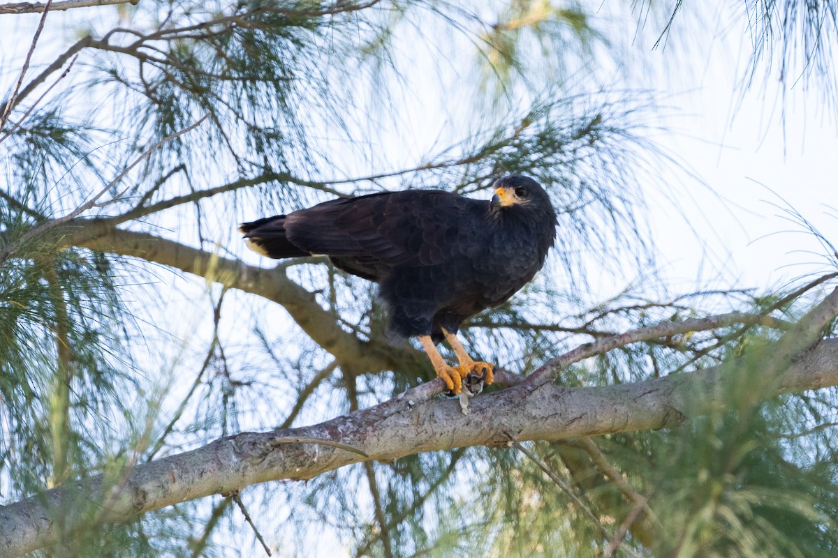 Common Black Hawk - Ivani Martínez Paredes