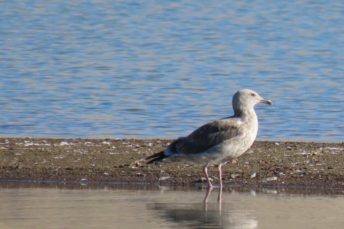 Western Gull - Nathan Trimble