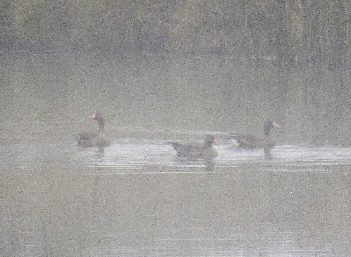 Greater White-fronted Goose - ML609672754