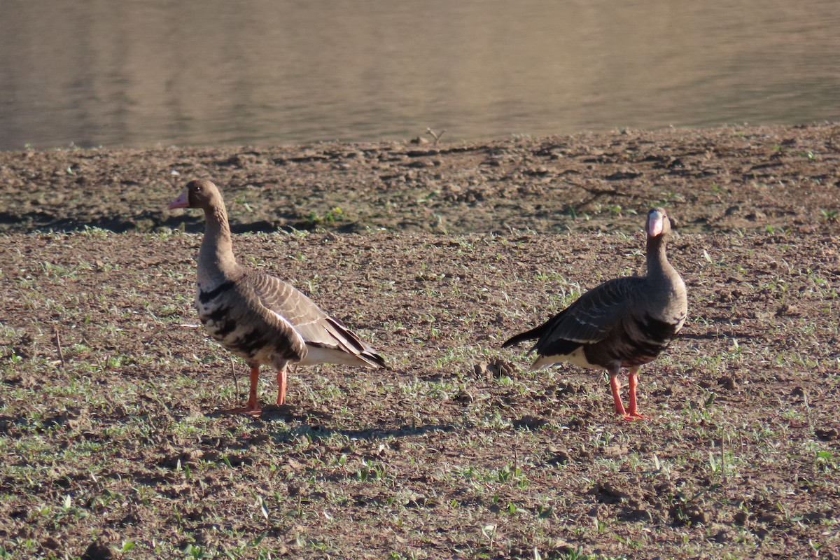 Greater White-fronted Goose - ML609672879