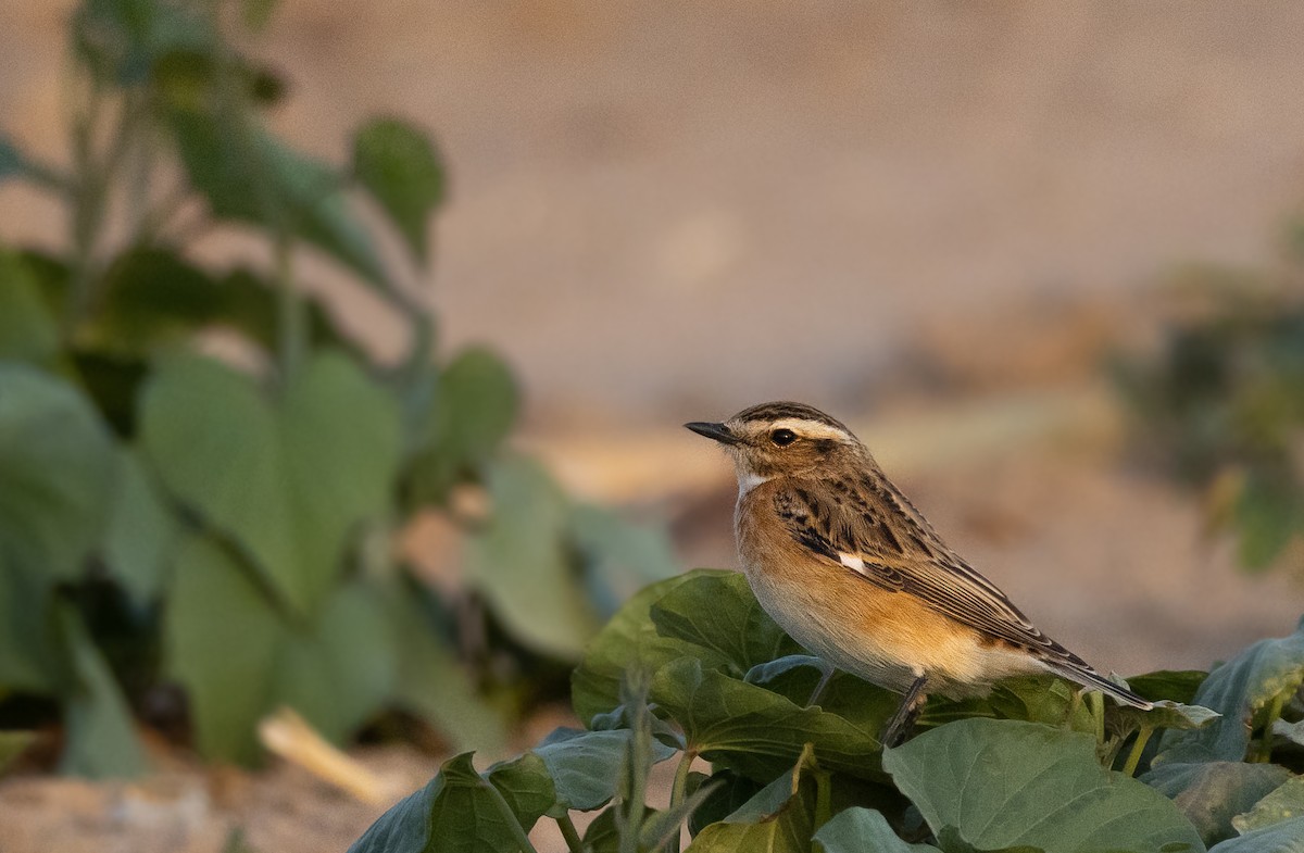 Whinchat - shahar yogev