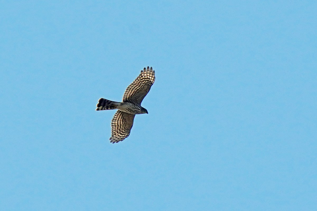 Sharp-shinned Hawk - ML609672963