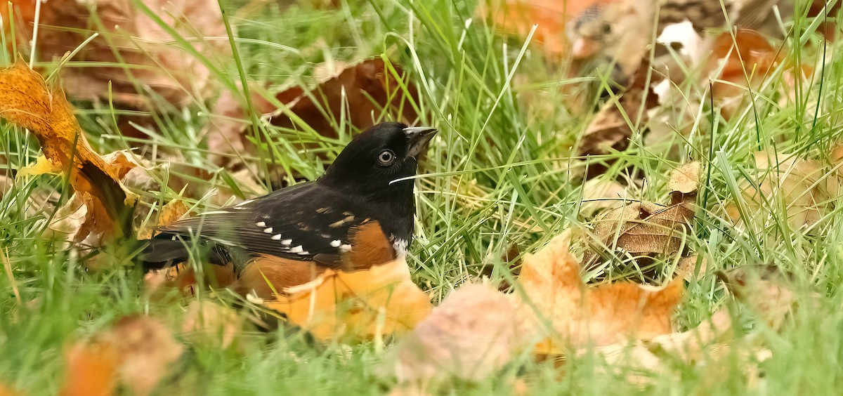 Spotted x Eastern Towhee (hybrid) - Lon Baumgardt