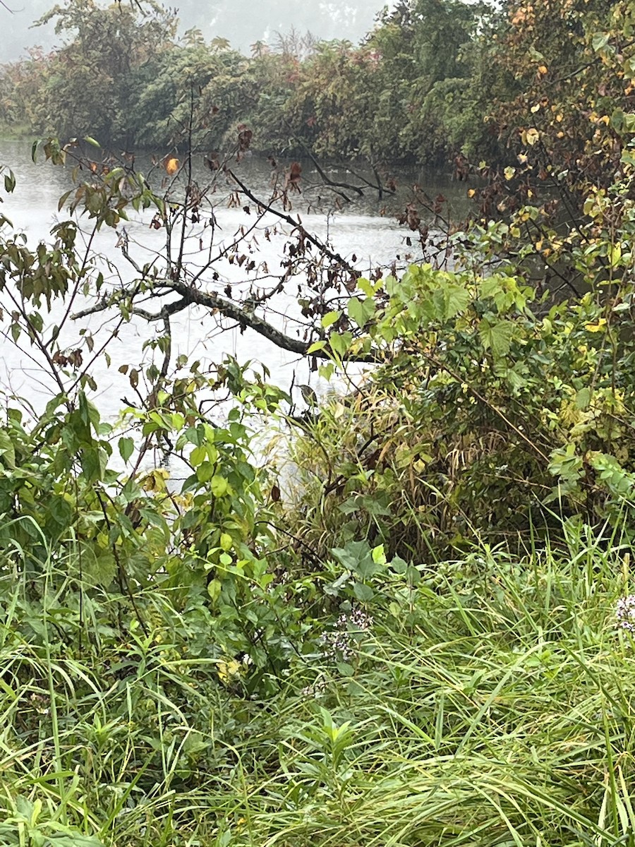 Green Heron - ML609673007