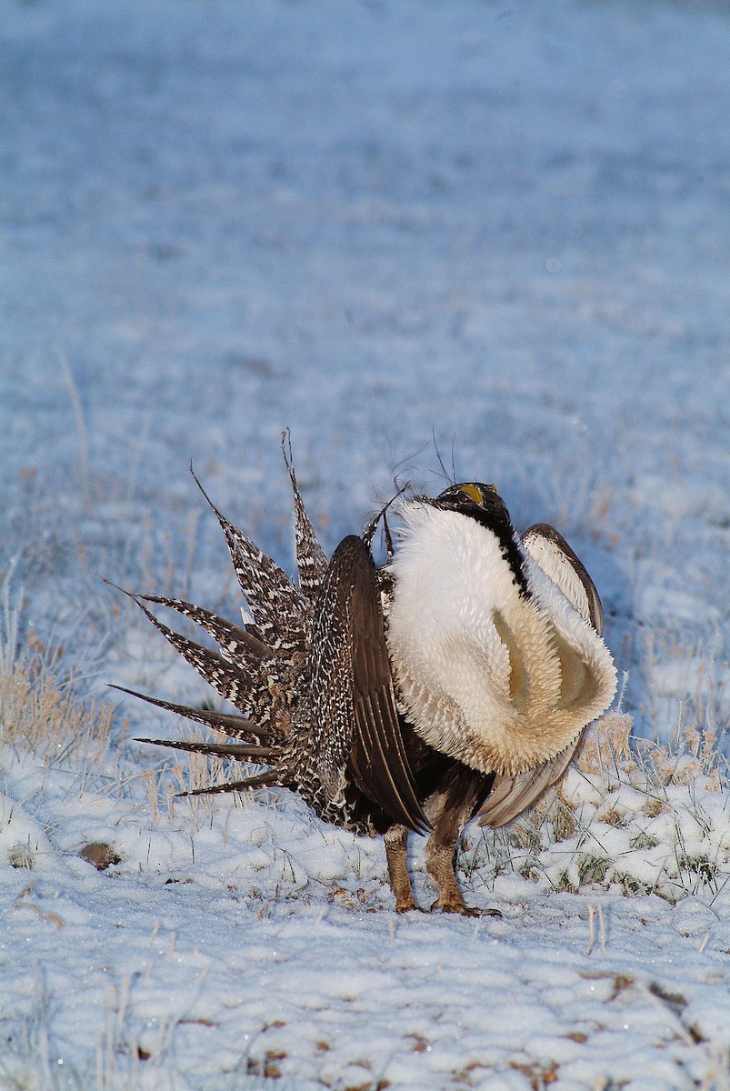 Greater Sage-Grouse - Cathy Pasterczyk