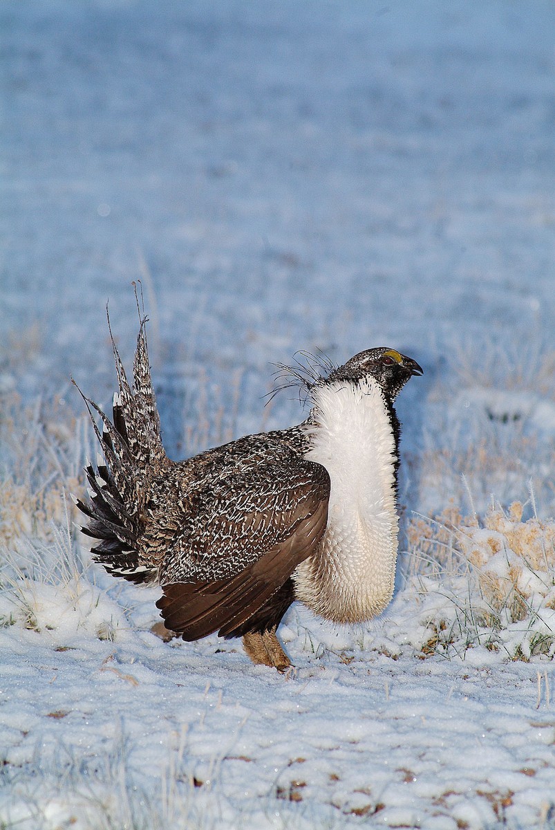 Greater Sage-Grouse - Cathy Pasterczyk