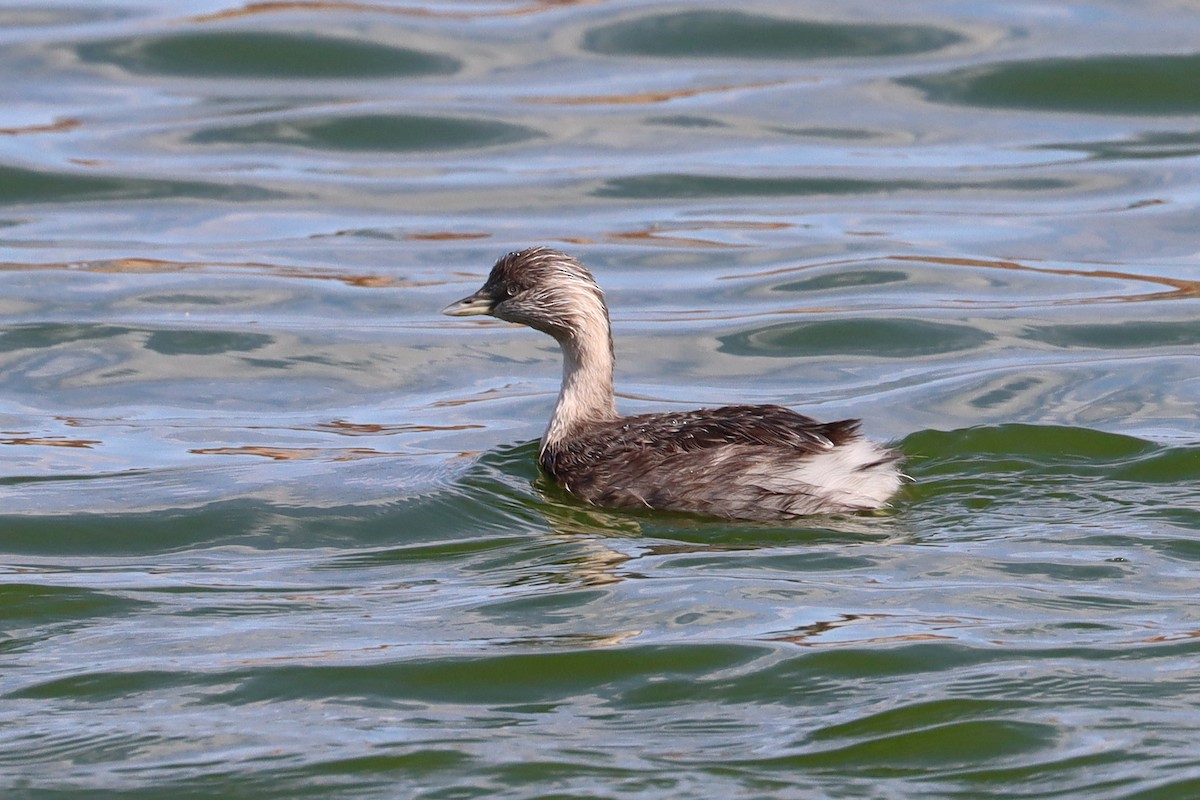 Hoary-headed Grebe - ML609673052