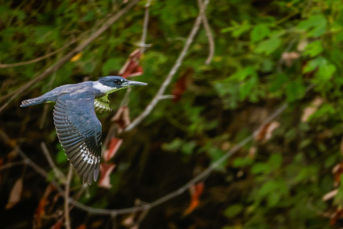 Belted Kingfisher - ML609673093
