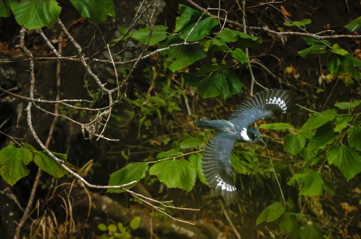 Belted Kingfisher - ML609673121
